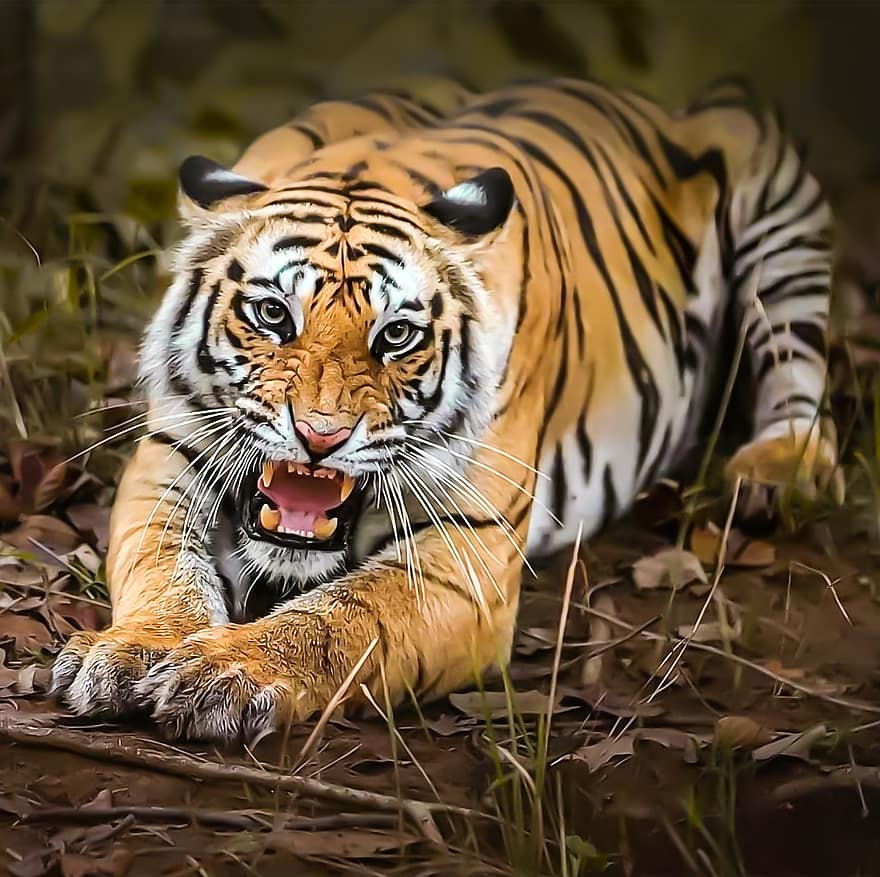 arrabbiato, tigre, animale, selvaggio, predatore, gatto, natura, mammifero, ruggito, bestia, cacciatore