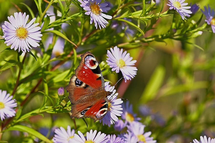 borboleta de pavão, flores, ásteres, natureza, borboleta, flor, verão, fechar-se, cor verde, plantar, inseto