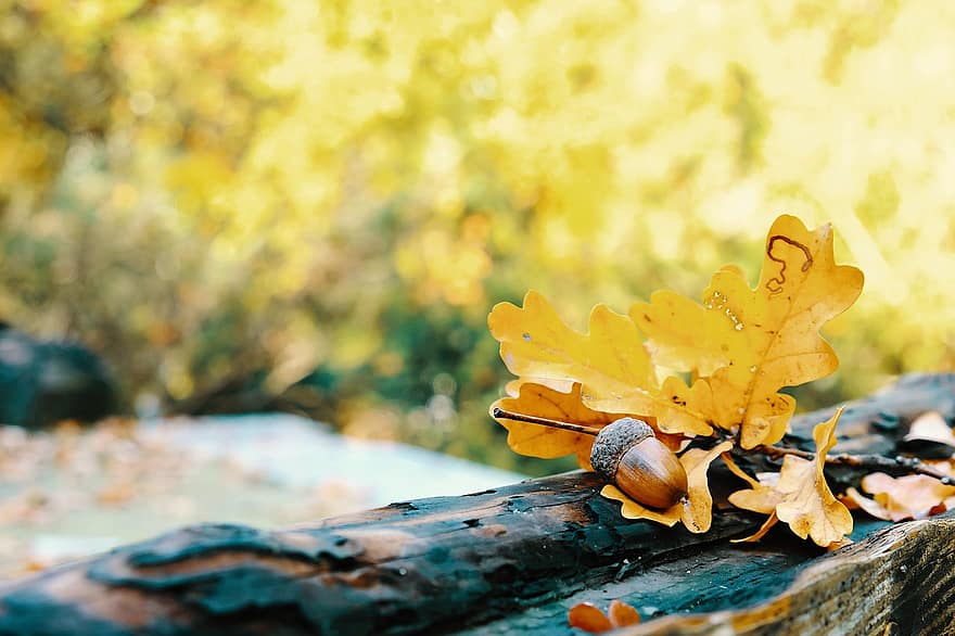 Acorn, Leaves, Foliage, Log, Woods, Autumn, Sunny, Gold, Forest, Nature, Colorful