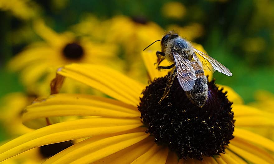 пчела, черноглазая сьюзен, нектар, животное, цветок, желтый цветок, природа, сад