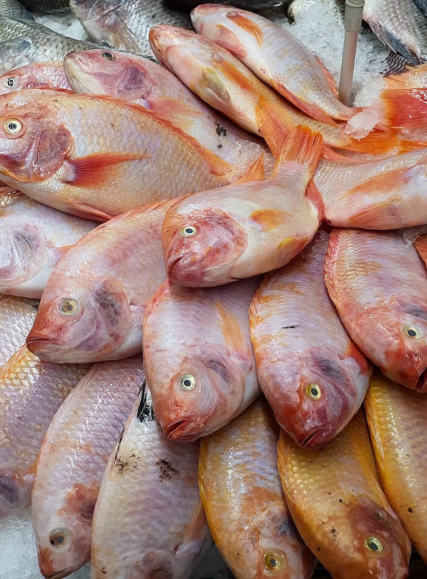 tilápia, peixe, peixe fresco, Comida, frutos do mar, mercado