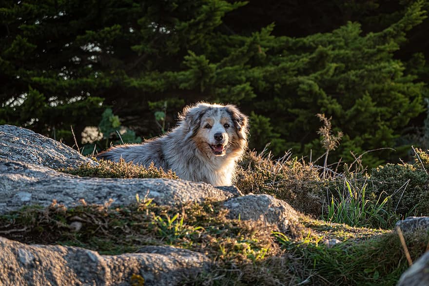σκύλος, Αυστριακός βοσκός, βράχια, φύση, κατοικίδιο ζώο, χαρούμενος, ευτυχισμένο σκυλί, ράτσα σκύλου, πορτρέτο, σκύλο πορτρέτο, κυνικός