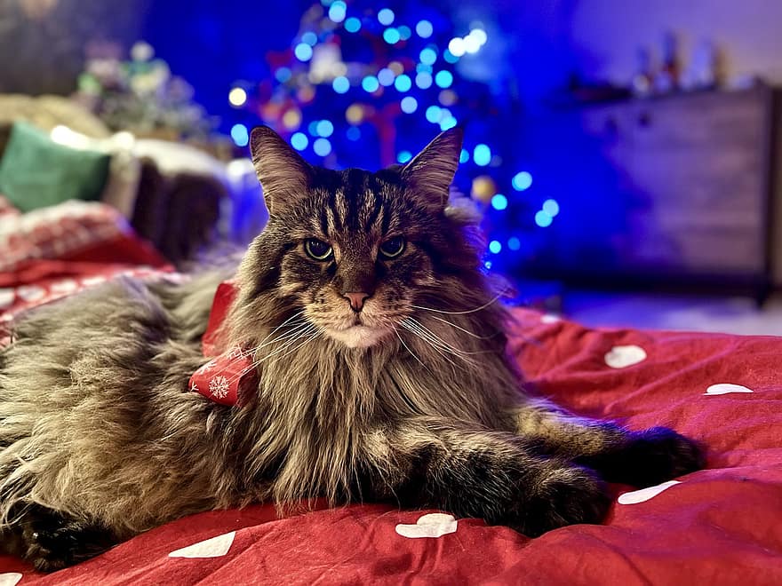 кошка, животное, мейн-кун, портрет, рождество, день отдыха, Рождественское время, лента, милый