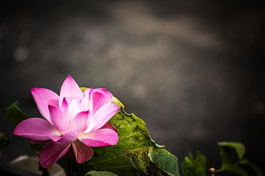 růžový květ, leknín, lotus