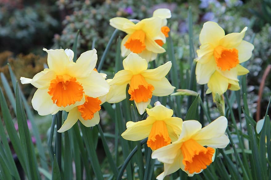 blomster, bukett, Narcissus, hage