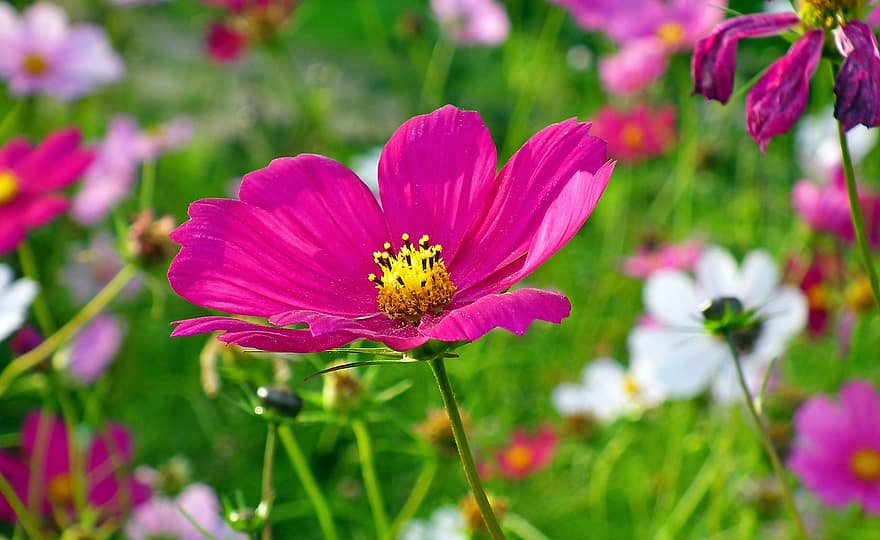 フラワーズ、ピンクの花、花、咲く、花粉、牧草地、畑、花の牧草地、フローラ、植物学、花卉