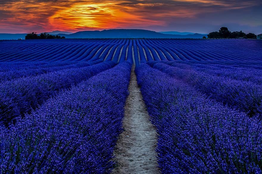 solnedgang, lavendel felt, lavendelblomst, Valensole, provence