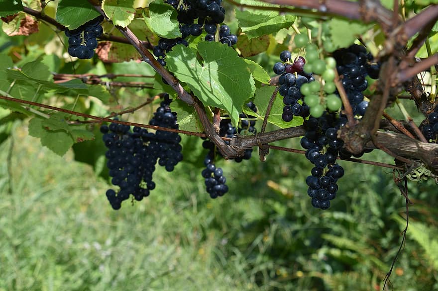 uvas, frutas, Comida, fresco, saudável, maduro, orgânico, doce, produzir, colheita, viticultura