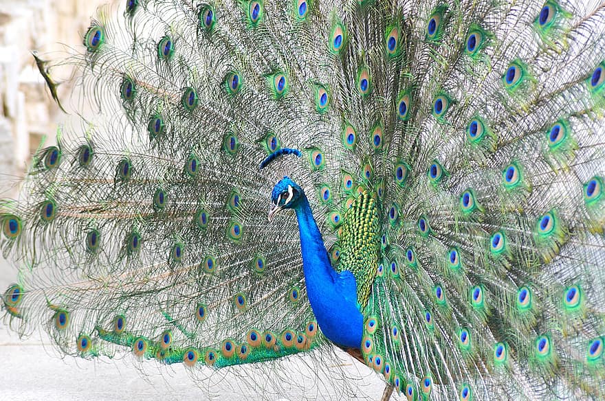 pavo real, pájaro, plumas, modelo, diseño, plumas de pavo real, plumaje, ave exotica, Cra, aviar, ornitología