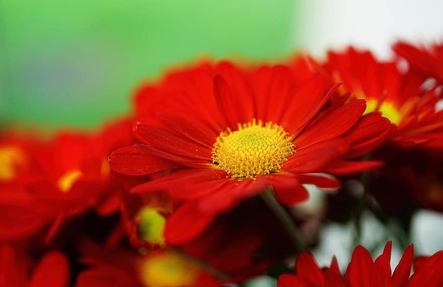 rote Gänseblümchen, Blumen, rote Blumen, Blume, Nahansicht, Pflanze, Sommer-, Blütenblatt, Gelb, Gänseblümchen, Blütenkopf