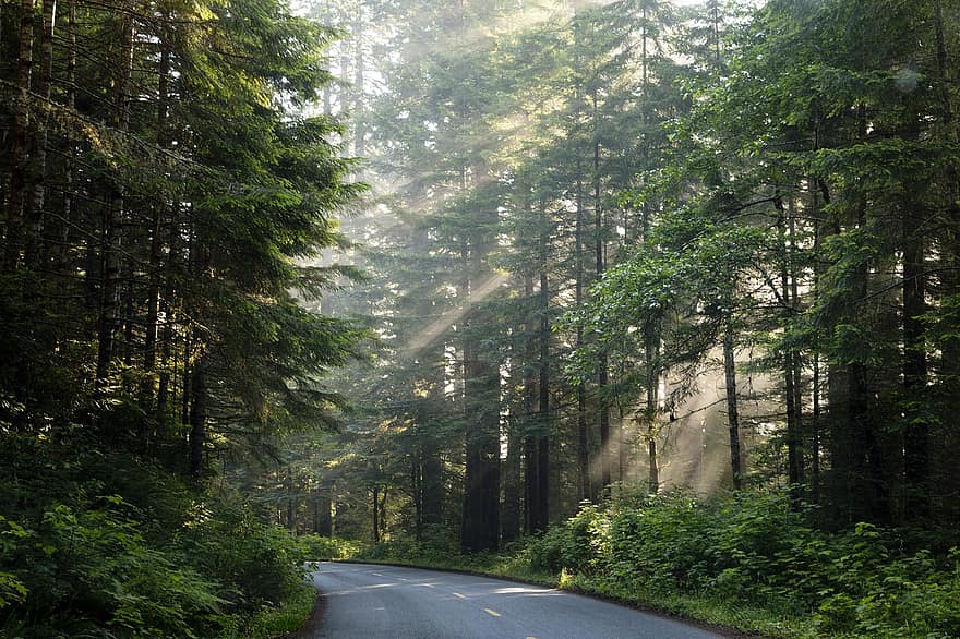 chemin, route, des arbres, brouillard, le nord de la Californie, Parc national et d'État de Redwood, Etats-Unis, paysage, la nature, forêt, en bois