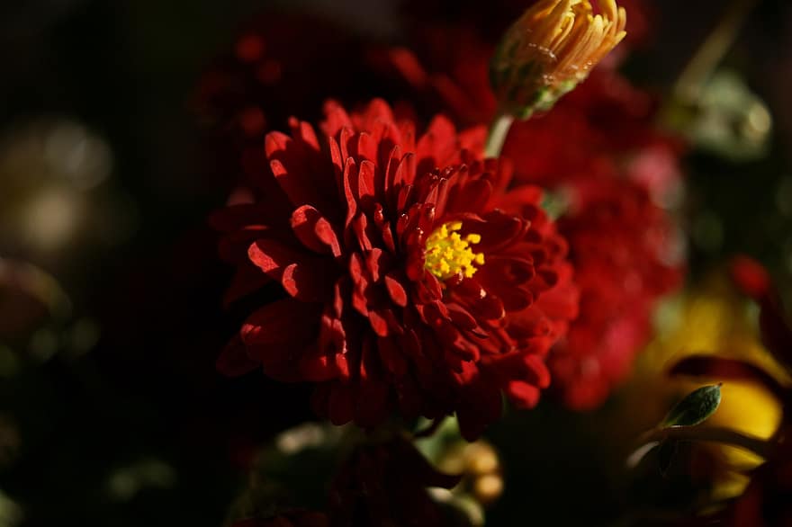 tuin-, bloem, chrysant, mamma, chrysanth, rode bloem, bloemblaadjes, bloeien, bloesem, bloeiende plant, sierplant
