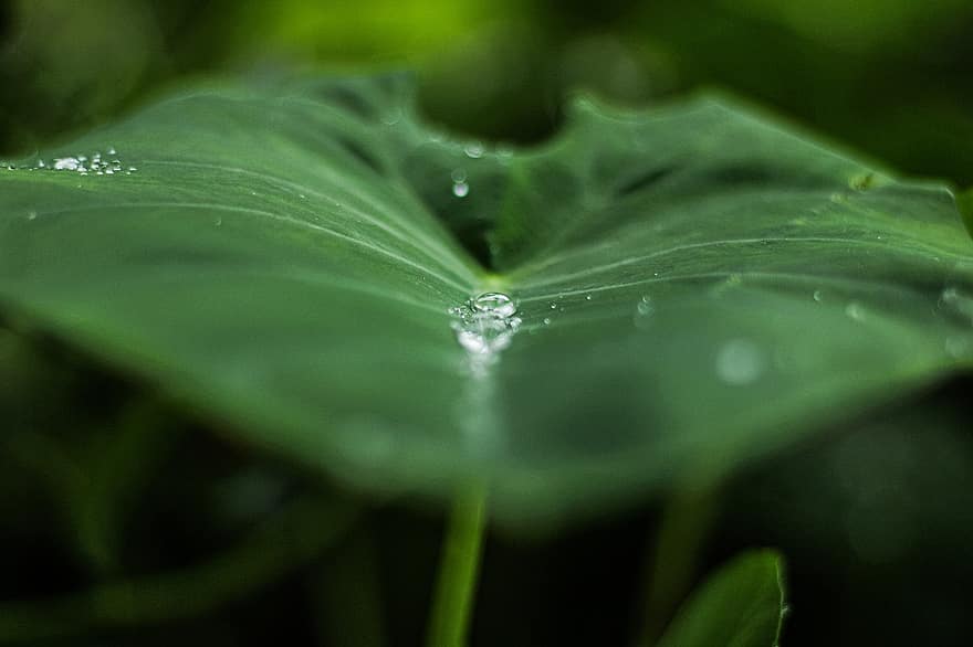 Zielony, liść, krople deszczu