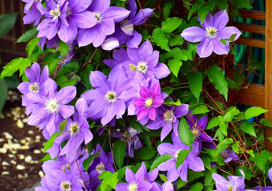 bunga-bunga, clematis, ungu, Daun-daun, musim semi, berkembang, violet, botani