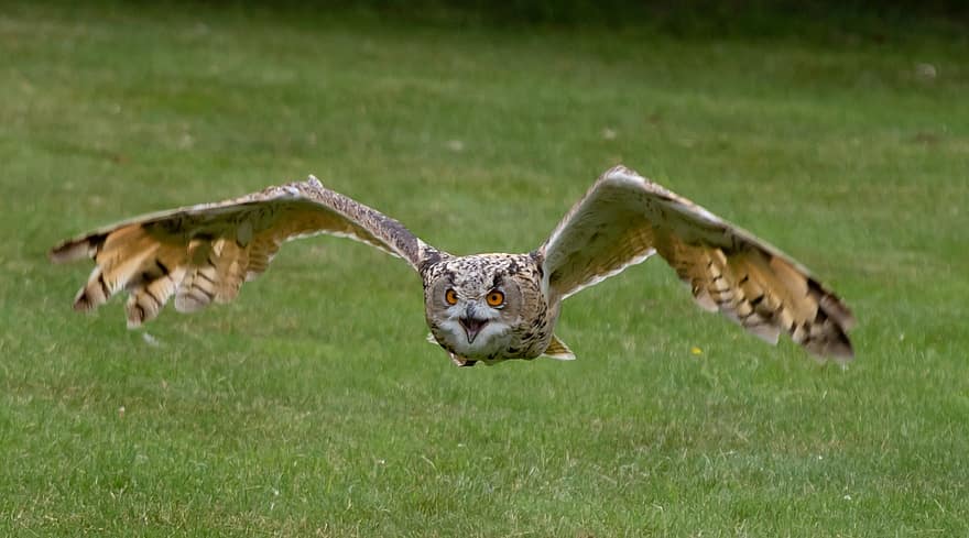Owl, Flying, Bird, Eurasian Eagle-owl, Eagle Owl, Bubo Bubo, Flying Eagle Owl, Feather