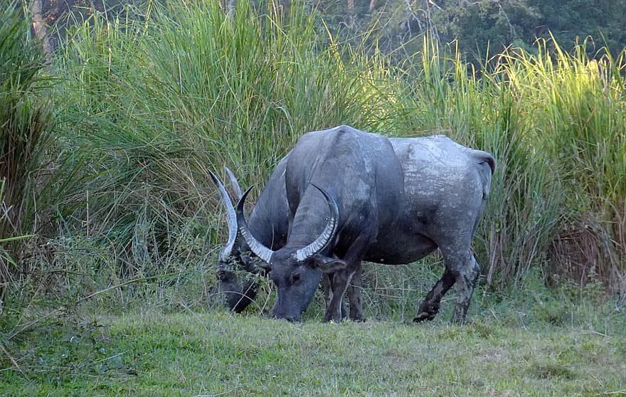 búfalo, salvaje, Bábalus Arnee, Búfalo asiático, búfalo de agua, fauna silvestre, kaziranga, parque Nacional
