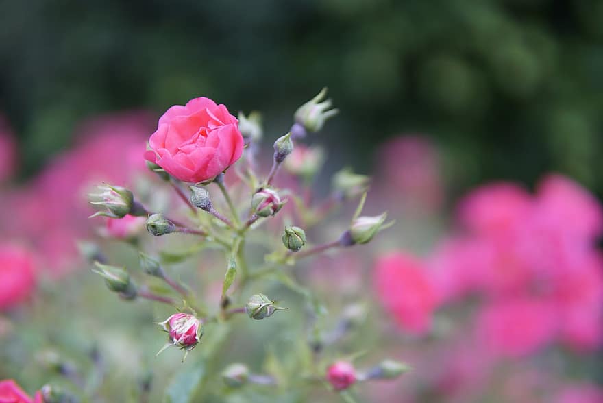 trandafiri, roz, verde, macro, a închide, flori, dragoste, natură, romantic, romantism, petale