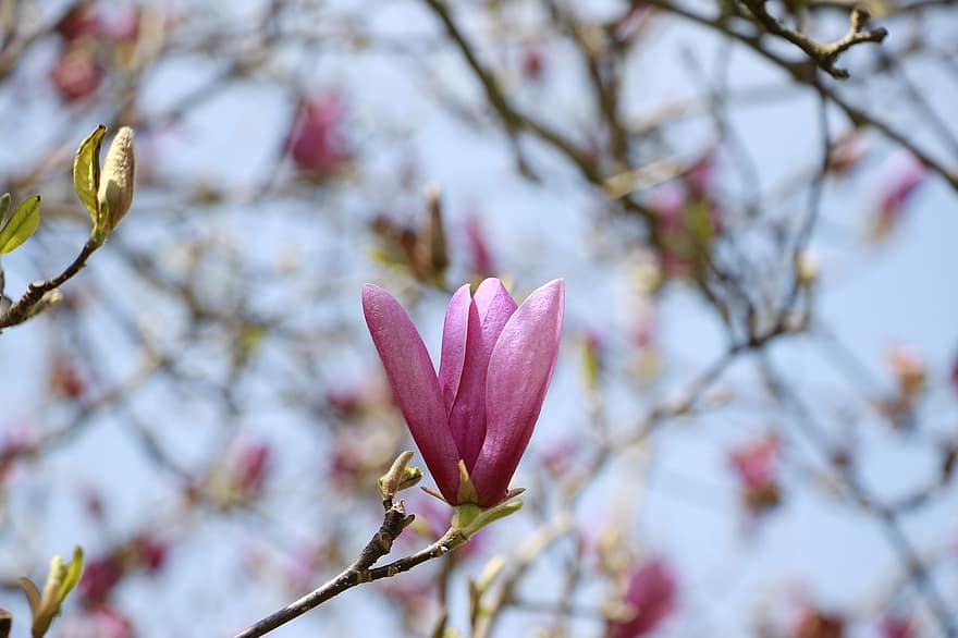 magnolia, bloemen, bloemblaadjes, bloeien, tak, struik, natuur, fabriek, boom, knop, bloesem