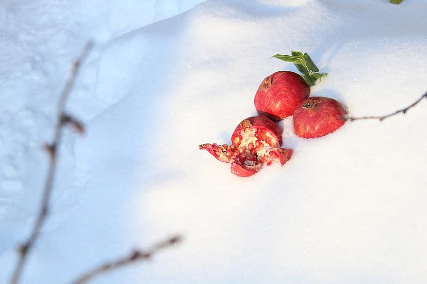과일, 석류 나무, 겨울, 시즌, 눈, 본질적인, 성장, 닫다, 선도, 잎, 분기