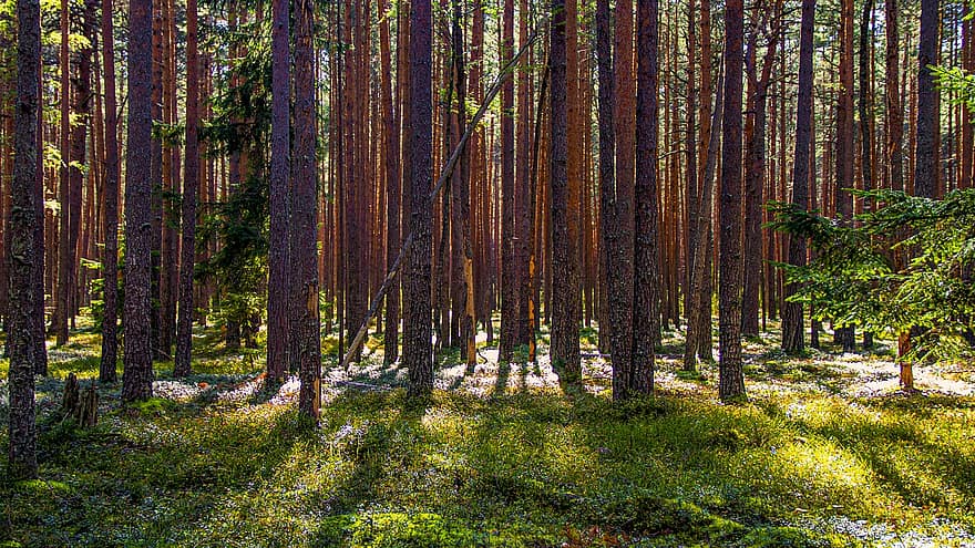 Skov, skov, Ostashkovsky, natur, landskab, træ, grøn farve, plante, blad, sommer, sæson