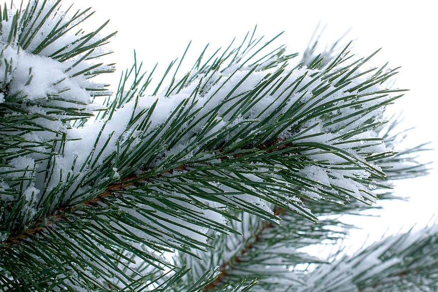 drzewo, zimozielony, zimowy, pora roku, śnieg, igła, Natura, Oddział, drzewo iglaste, sosna, zbliżenie