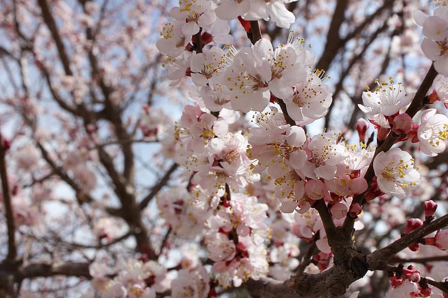 kirsikankukkia, mikro, kevät, kukat