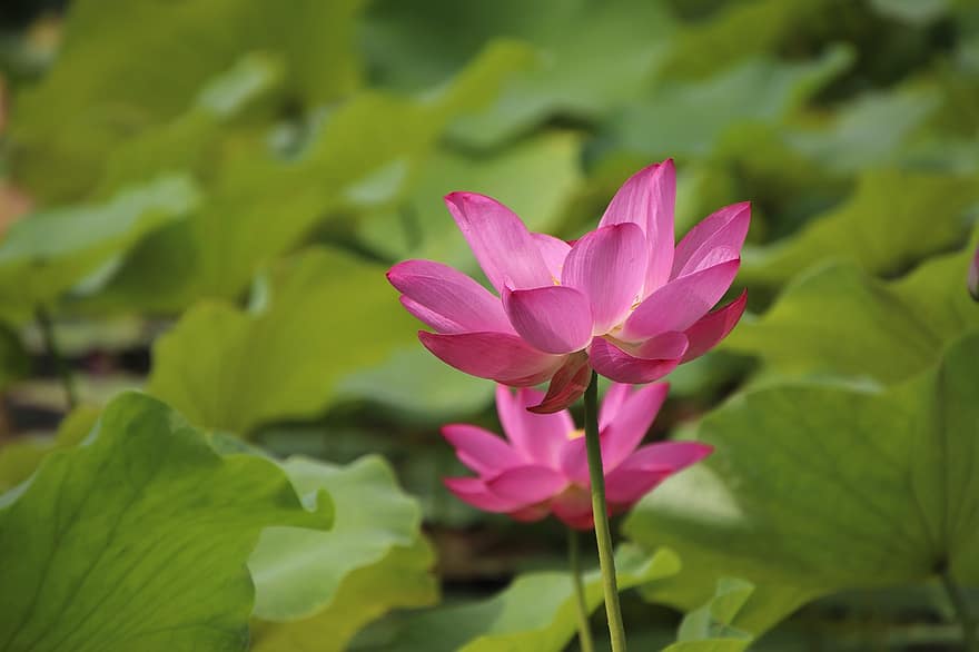 Lotus, Blume, pinke Blume, Lotus Blume, Pflanzen, Seerose, Wasserpflanze, Flora, Blühen, blühend, Natur