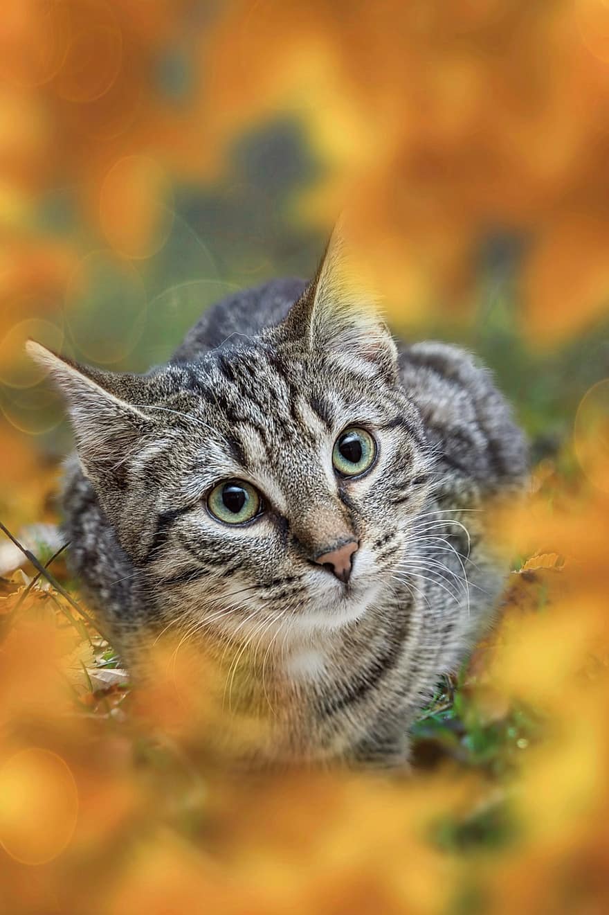 Cat, Nature, Leaves, Photography, Pet, Domestic Cat, Feline, Mammal, Animal, Fur, pets
