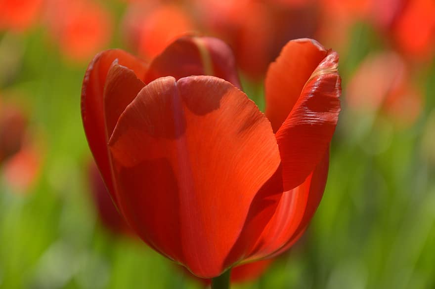 rojo, tulipán, flor, Fresco, jardín, Flores floreciendo