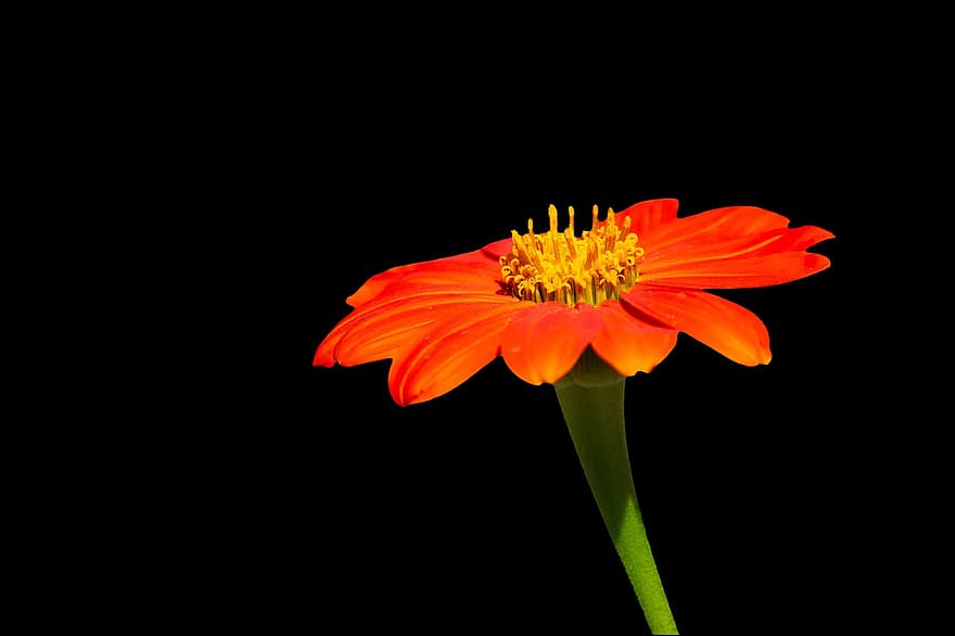 цветок, мексиканский подсолнух, оранжевый цветок, природа, закрыть