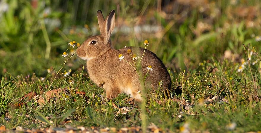 kanin, djur-, natur, utomhus-, gräs