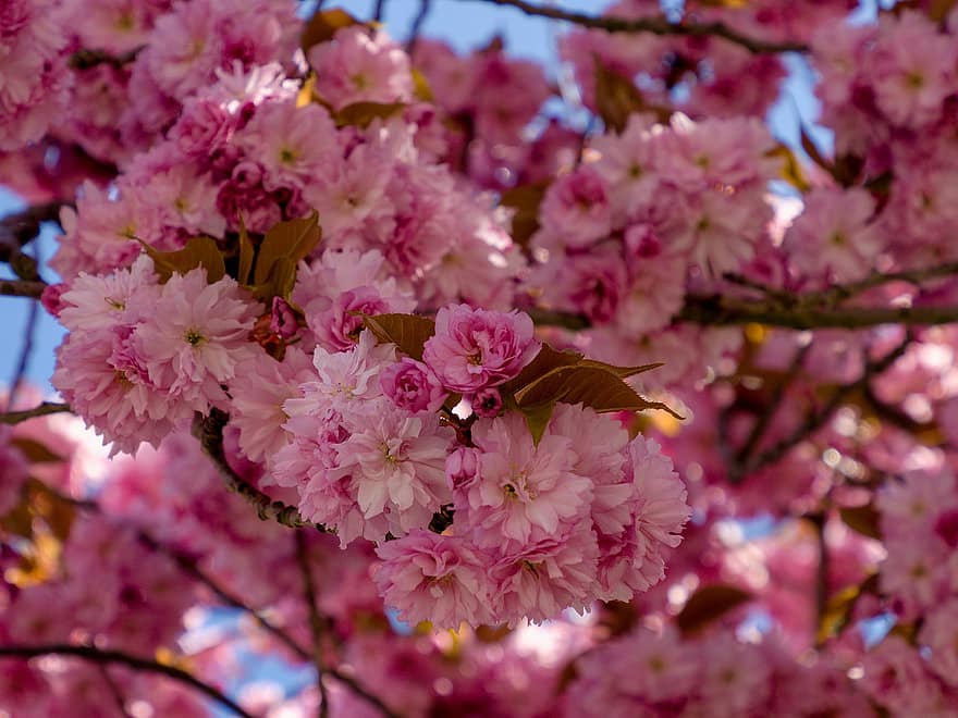 sakura, drzewo, kwiat, rozkwit, pełny, pucołowaty, różowy, gęsty, Miasto, ozdobny