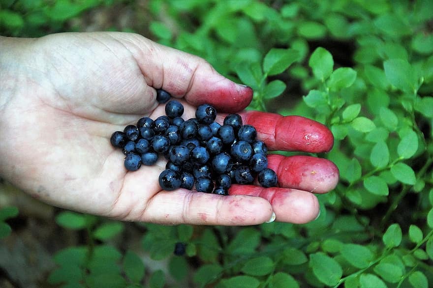 Blueberries, Forest, Fruits, Berry, Blue, Fruit, Vitamins, Collection, Tear, Dyed, Juice
