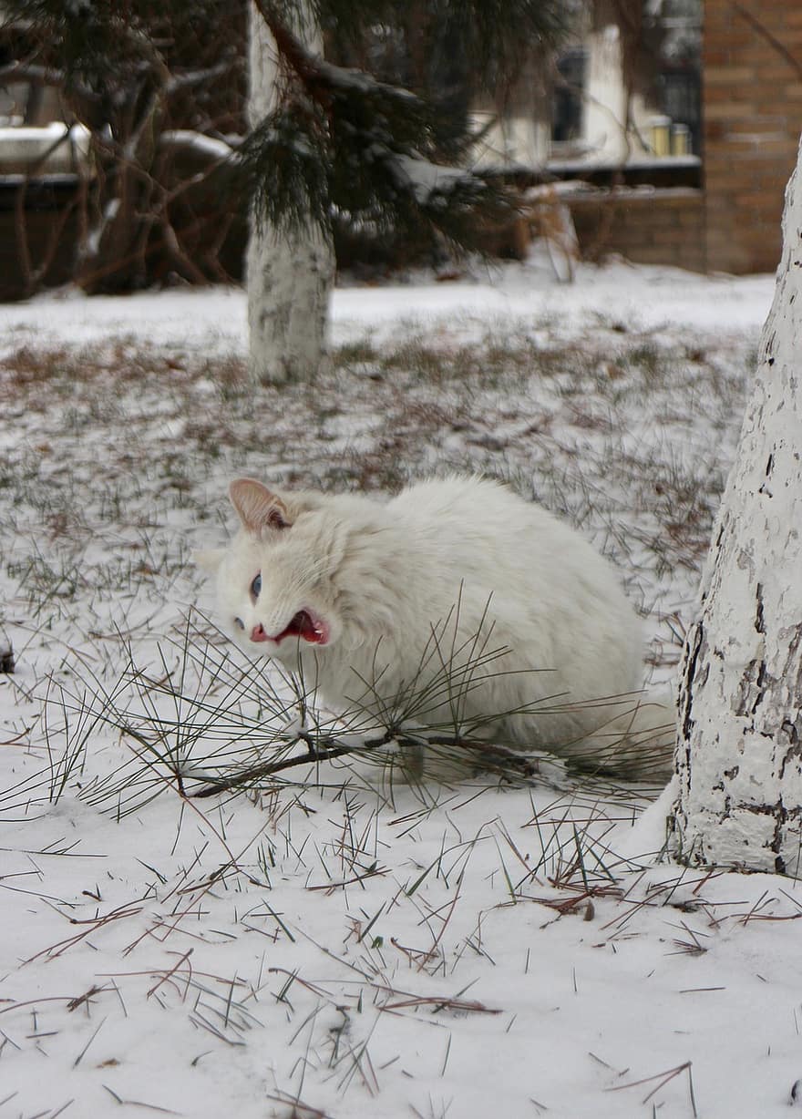 Γάτα, κατοικίδιο ζώο, χιόνι, χειμώνας, άσπρη γάτα, ζώο, οικιακός, αιλουροειδής, θηλαστικό ζώο, γατούλα, γούνινος