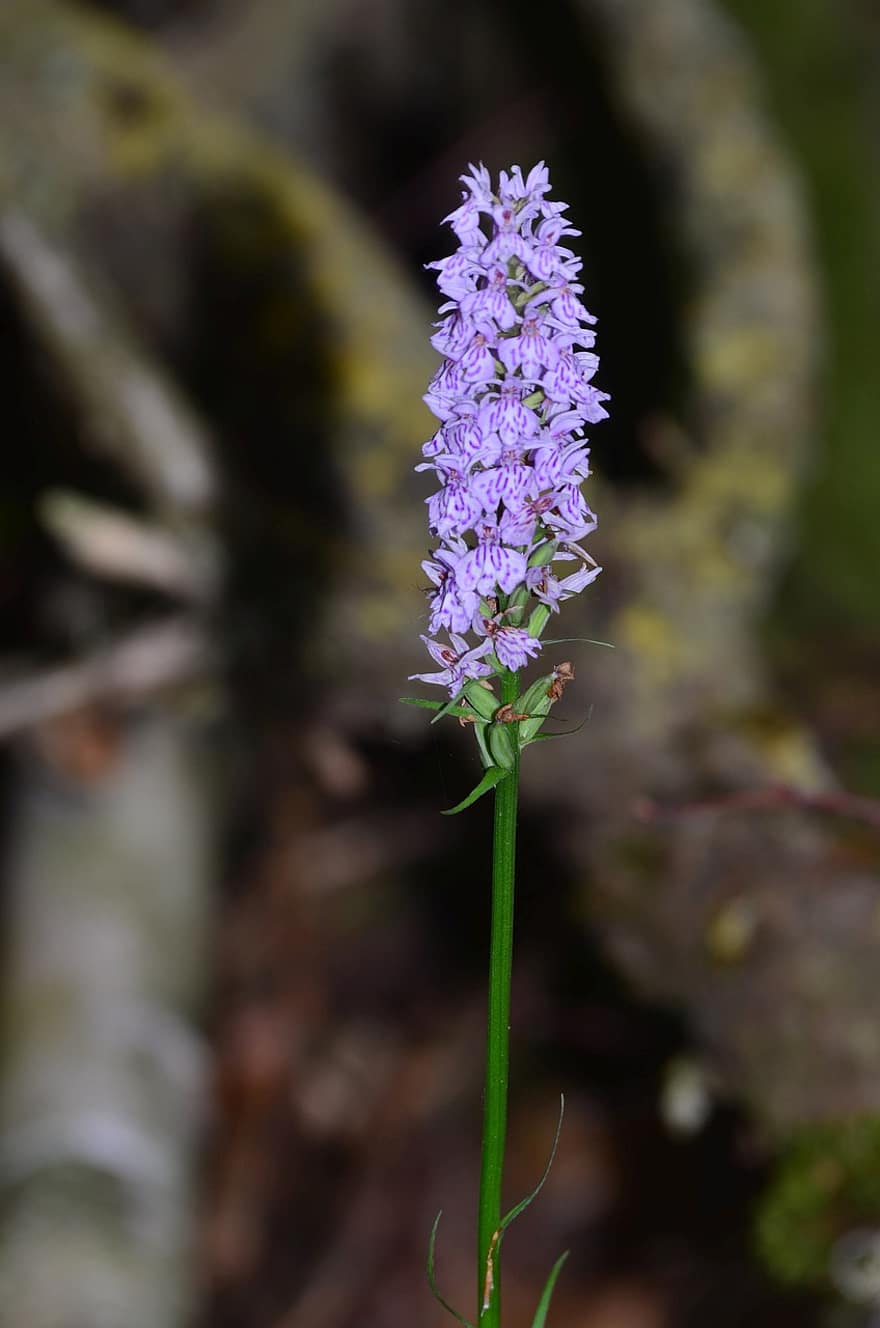 orchidea macchiata, orchidee, fiori, fiori viola, petali, fiori selvatici, fioritura, natura