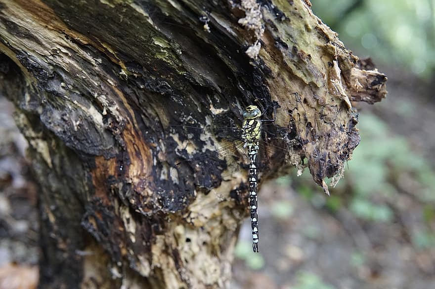 Dragonfly, Branch, Insect, Nature, Wing, Green, Close Up, Fauna, Macro, Closeup, Tree