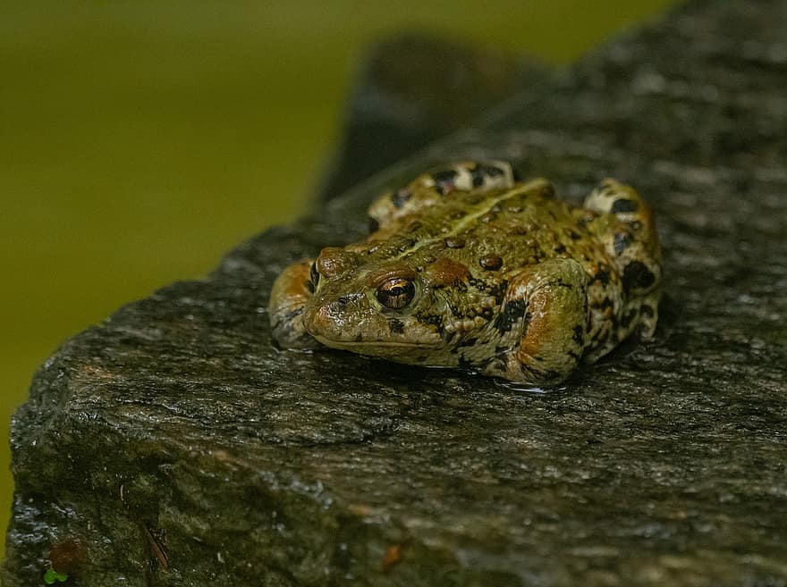 Western Toad, Toad, Pond, Nature, Amphibians