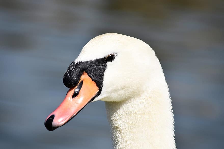 Swan, Bird, Waterbird, Animal, beak, feather, close-up, animals in the wild, pond, water bird, animal head