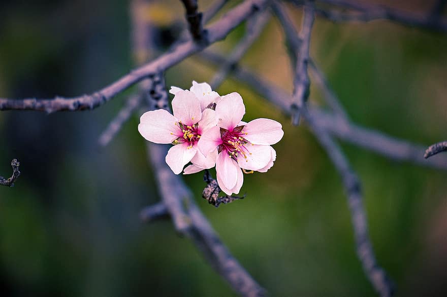 Flowers, Almond Blossoms, Pink Flowers, Almond Flowers