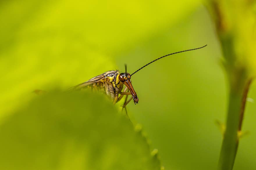 Scorpionfly comun, panorama comunis, a zbura, compus, mare, ochi, iarbă, frunze, în ceață, mic, Estonia