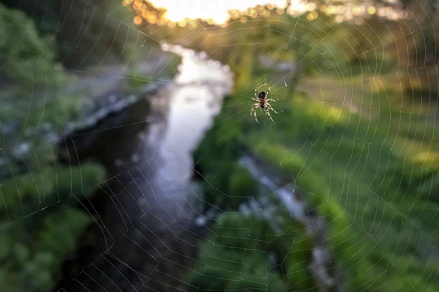 Spinnennetz, Spinne, Spinnentier, Tier, Gliederfüßer, Netz, draußen, Natur, Schönheit in der Natur, Umgebung, Makro