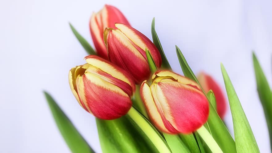 tulip, bunga-bunga, karangan bunga tulip, berkembang, seikat bunga, Seikat Tulip, mekar, flora, alam, merapatkan, bunga segar