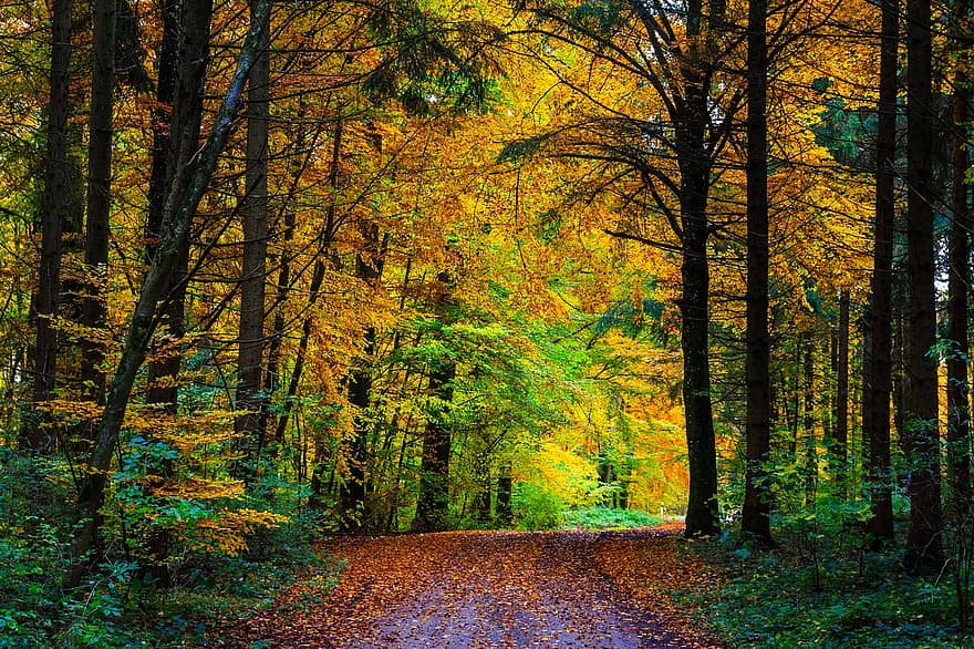 rừng mùa thu, mùa thu, cây, lá, tán lá, lá mùa thu, tán lá mùa thu, Màu sắc mùa thu, rơi lá, lá rụng, Rơi màu
