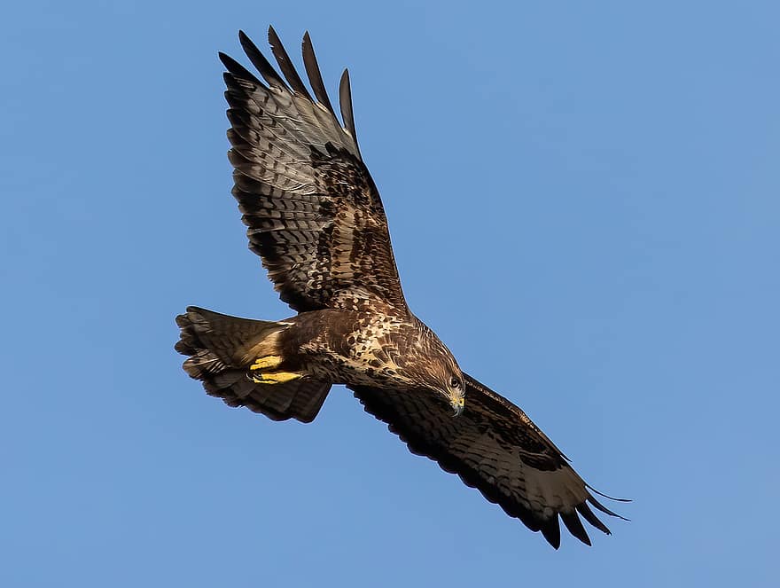 buzzard, avió comuna, ocell, rapinyaire, raptor, animal, vida salvatge, volant, animals a la natura, falcó, ploma