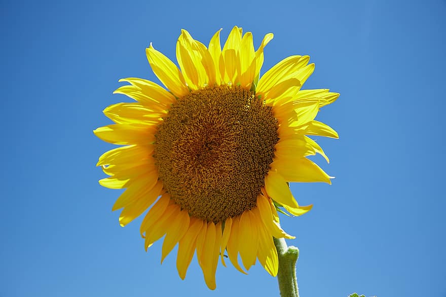 Sunflowers, Flowers, Plant, Field, Sunflowers Field, Flowering, Nature, Sun, Spring, Happy, Petals