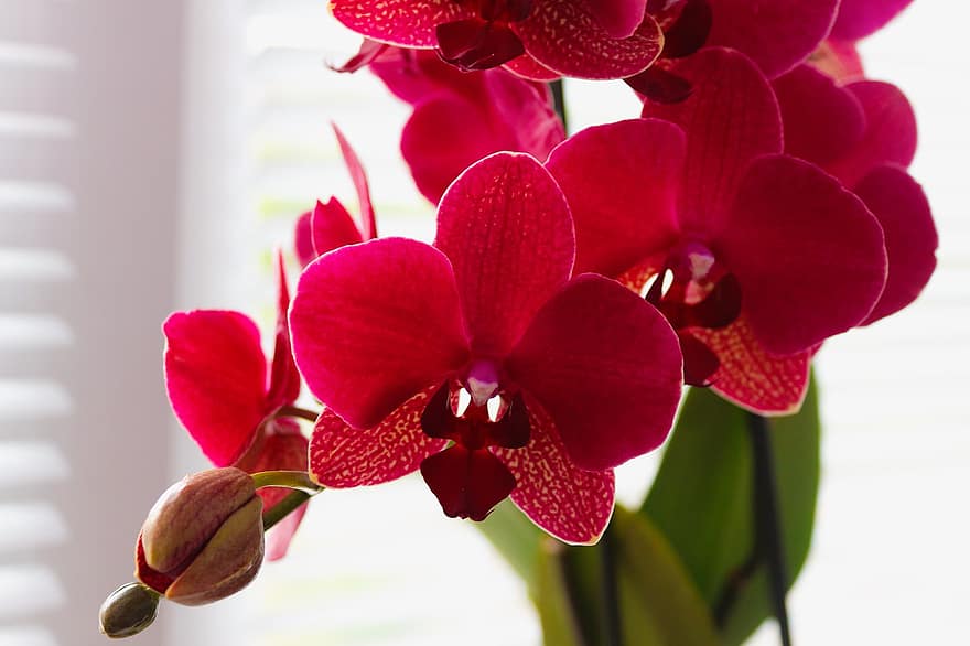 orkideer, blomster, anlegg, Phalaenopsis, petals, blomst, blomstre, blomstrende plante, prydplante, flora