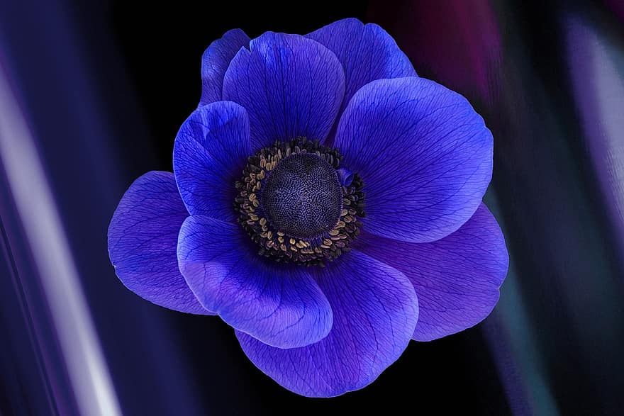 anemone, blomst, anlegg, blå anemone, blå blomst, petals, blomstre, vår, flora, natur, makro