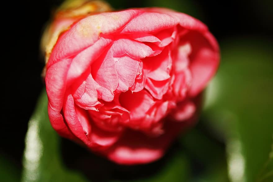 japansk camellia, fælles camellia, lyserød blomst, have, flora, botanik, tæt på, blomst, kronblad, plante, blomsterhoved