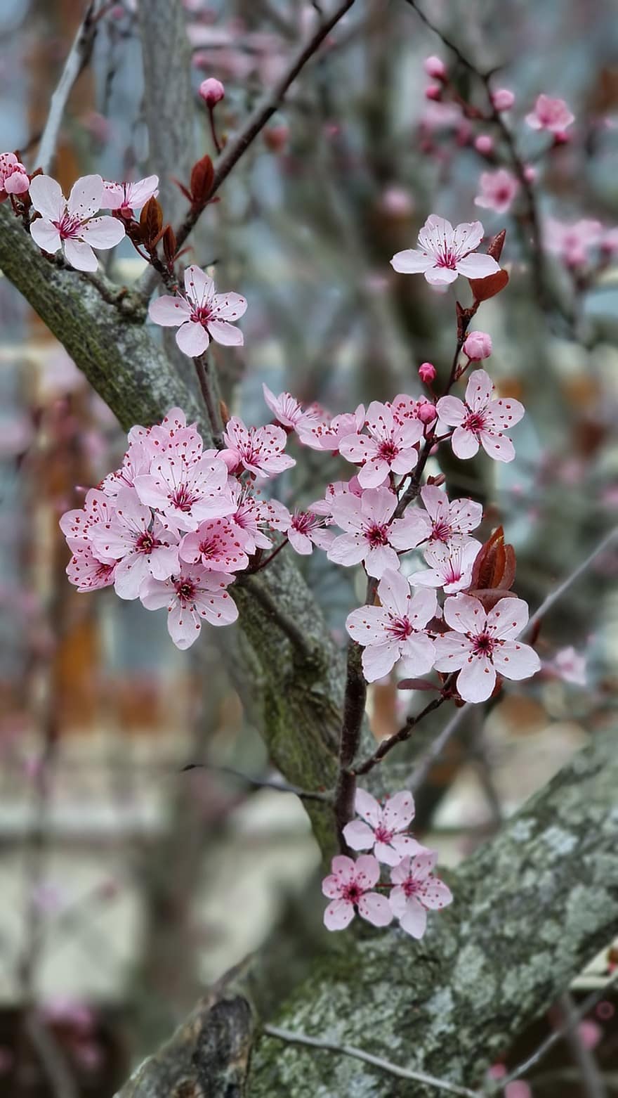 Kirschblüte, Blumen, Frühling, pinke Blumen, Sakura, blühen, Ast, Baum, Natur, Blume, Nahansicht