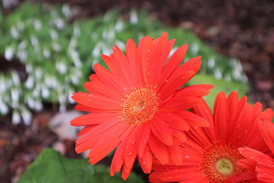 Barberton Daisy, kwiat, roślina, gerbera, płatki, rozkwiecony, flora, Natura, na dworze, zbliżenie, lato